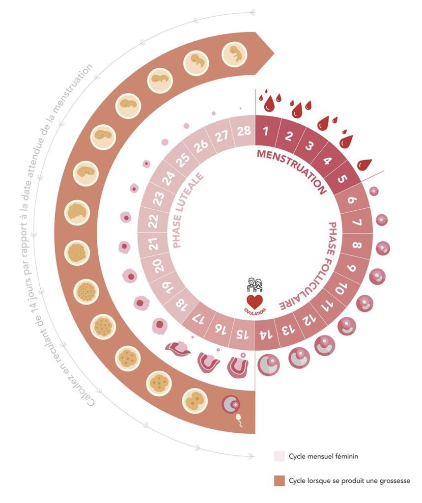 Un petit rappel du cycle menstruel pour mieux comprendre